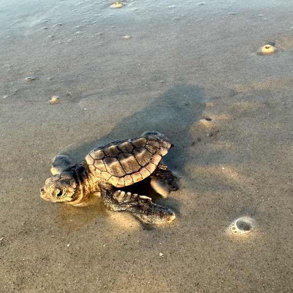 Meet your Posher, Taylor - Picture 1 of 5